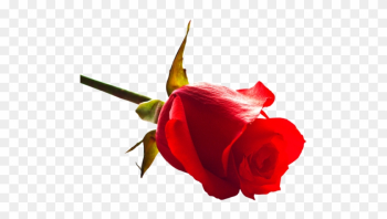 Download Rose Png Image - Red Rose Hd Png