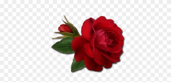 Download Single Red Rose Clipart Hq Png Image - Single Red Rose Png