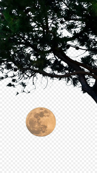 Download Tree Wallpaper - Tree moon Download Tree Wallpaper - Tree moon