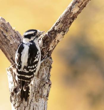 Downy woodpecker bird. Free public | Free Photo - rawpixel Downy woodpecker bird. Free public | Free Photo - rawpixel