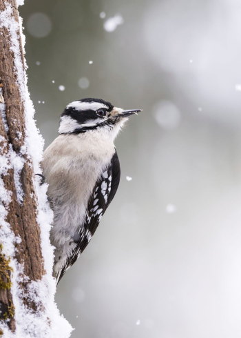 Downy woodpecker, female bird. Free | Free Photo - rawpixel Downy woodpecker, female bird. Free | Free Photo - rawpixel