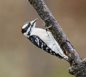 Downy woodpecker. Free public domain | Free Photo - rawpixel Downy woodpecker. Free public domain | Free Photo - rawpixel