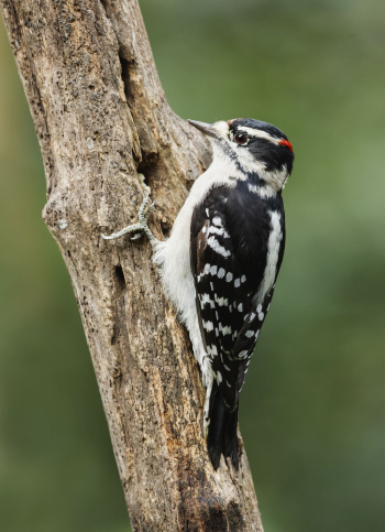 Downy woodpecker, male bird. Free | Free Photo - rawpixel Downy woodpecker, male bird. Free | Free Photo - rawpixel