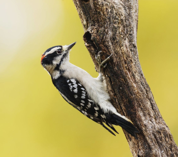 Downy woodpecker, male bird. Free | Free Photo - rawpixel Downy woodpecker, male bird. Free | Free Photo - rawpixel