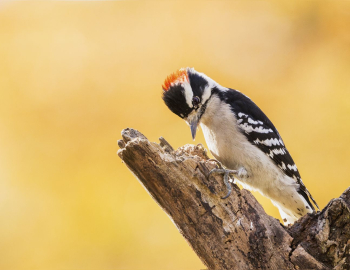 Downy woodpecker, male bird. Free | Free Photo - rawpixel Downy woodpecker, male bird. Free | Free Photo - rawpixel