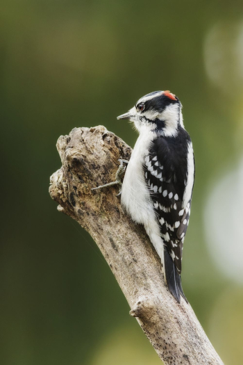 Downy woodpecker, male bird. Free | Free Photo - rawpixel Downy woodpecker, male bird. Free | Free Photo - rawpixel