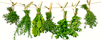 Dr. Zia Pharma | Medicinal Herbs Shop Dr. Zia Pharma | Medicinal Herbs Shop