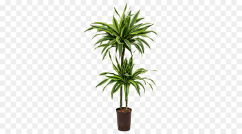 Dracaena fragrans Dracaena reflexa var. angustifolia Houseplant Dragon tree Palm trees - plants 
