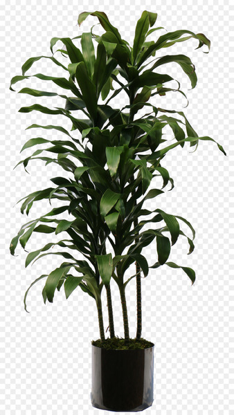 Dracaena Fragrans, Houseplant, Plants, Flower, Flowering Plant PNG