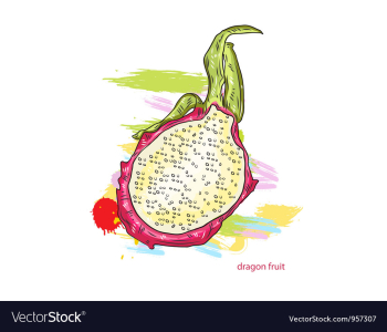 Dragon fruit with colorful splashes vector image Dragon fruit with colorful splashes vector image