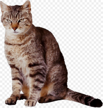 Dragon Li American Shorthair Pixie-bob California spangled Manx cat -  