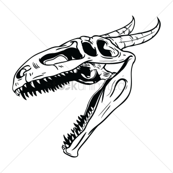 Dragon skull Dragon skull