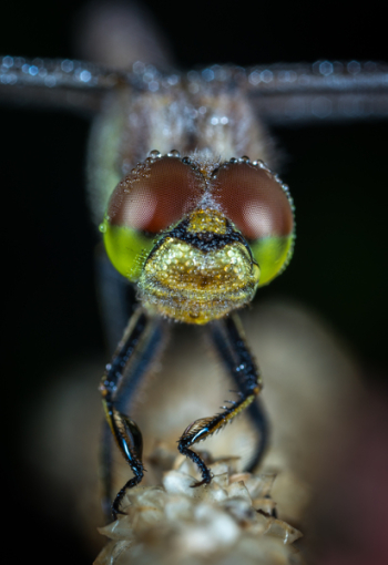 Dragonfly Macro Shot Dragonfly Macro Shot
