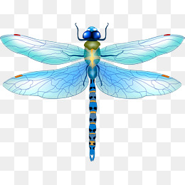 Dragonfly Png, Vectors, PSD, and Clipart for Free Download | Pngtree