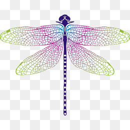 Dragonfly Vector Png, Vectors, PSD, and Clipart for Free Download ...