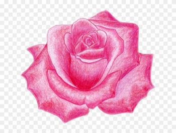 Draw A Rose Draw A Rose