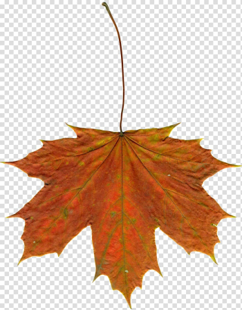 Drawing Autumn leaf color , autumn transparent background PNG clipart Drawing Autumn leaf color , autumn transparent background PNG clipart