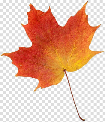 Drawing Autumn leaf color , autumn transparent background PNG clipart Drawing Autumn leaf color , autumn transparent background PNG clipart
