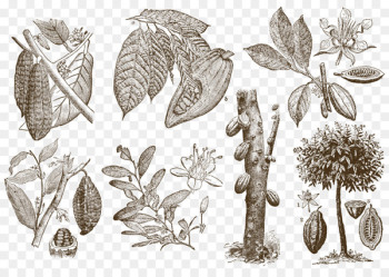 Drawing Cocoa bean Download Theobroma cacao - The origin of coffee beans 