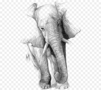 Drawing Elephant Art Pencil Sketch - Sketch of elephant Drawing Elephant Art Pencil Sketch - Sketch of elephant