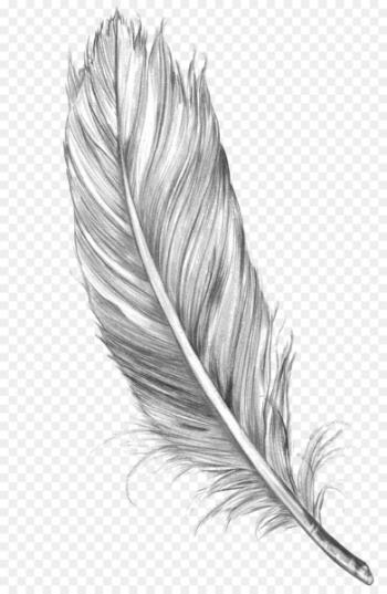 Drawing Feather Bird Art Sketch - feather Drawing Feather Bird Art Sketch - feather