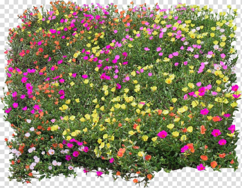 Drawing Flower, Bush transparent background PNG clipart Drawing Flower, Bush transparent background PNG clipart