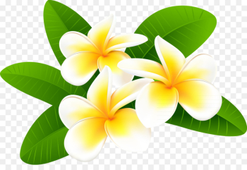 Drawing, Frangipani, Royaltyfree, Flower PNG