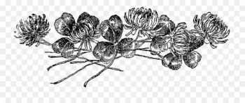 Drawing Line art Digital stamp - botanical flowers Drawing Line art Digital stamp - botanical flowers