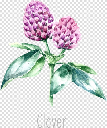 Drawing Medicinal plants Herb Watercolor painting, alfalfa transparent background PNG clipart