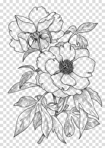 Drawing Rose Line art Color Sketch, rose transparent background PNG clipart Drawing Rose Line art Color Sketch, rose transparent background PNG clipart