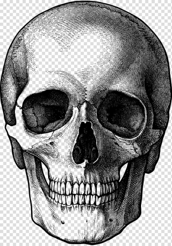 Drawing Skull Sketch, skull transparent background PNG clipart Drawing Skull Sketch, skull transparent background PNG clipart
