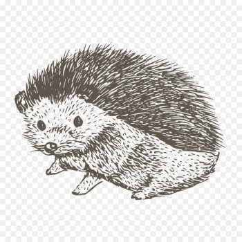 Drawing T-shirt - Sketch Hedgehog 