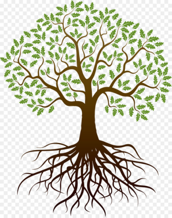 Drawing Tree Root - reunion Drawing Tree Root - reunion