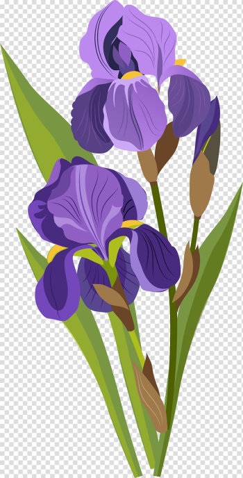 Drawing Tulip, Purple tulips transparent background PNG clipart Drawing Tulip, Purple tulips transparent background PNG clipart