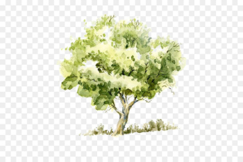 Drawing Watercolor painting Tree Pencil Sketch - Trees 
