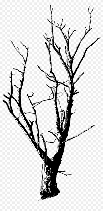 Drawn Dead Tree Dead Flower - Dead Tree Black And White Drawn Dead Tree Dead Flower - Dead Tree Black And White