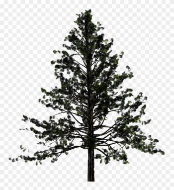 Drawn Fir Tree Transparent - Pine Tree Png Drawn Fir Tree Transparent - Pine Tree Png