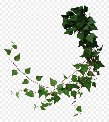 Drawn Ivy Jungle Foliage - Tree Vine Png