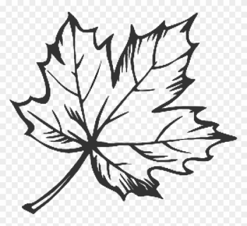 Drawn Maple Leaf Doodle - Maple Leaf Line Drawing Drawn Maple Leaf Doodle - Maple Leaf Line Drawing