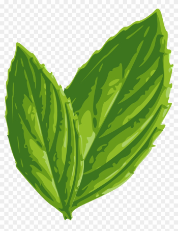 Drawn Mint Botanical Illustration - Mint Leaf Png Vector