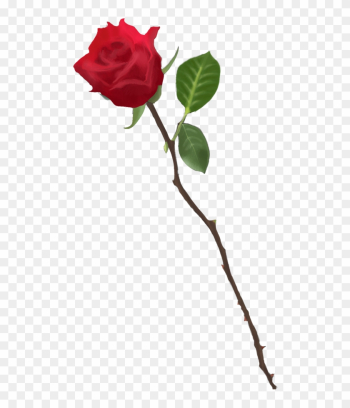 Drawn Red Rose Transparent - Rose Stems With Thorns