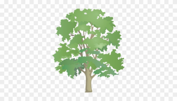 Drawn Tree Sycamore Tree - Patterns Of Nature Permaculture Drawn Tree Sycamore Tree - Patterns Of Nature Permaculture