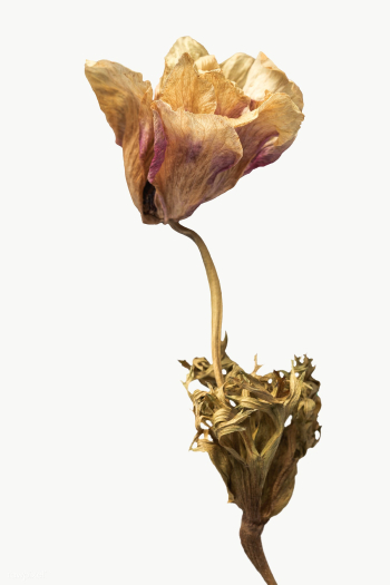 Dried anemone flower design element | Free transparent png - 2338593 Dried anemone flower design element | Free transparent png - 2338593