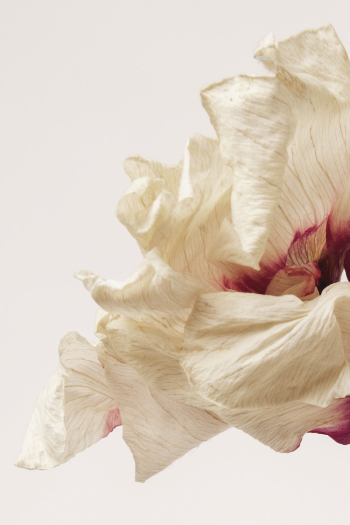 Dried anemone flower on a beige | Free Photo - rawpixel