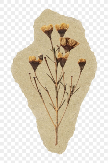 Dried Autumn flower png sticker, | Free PNG - rawpixel Dried Autumn flower png sticker, | Free PNG - rawpixel