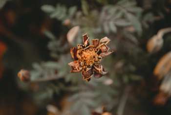 Dried Brown Marigold Flower Selective-focus Photography