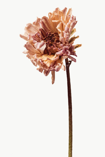 Dried chrysanthemum flower design element | Free transparent png - 2338319 Dried chrysanthemum flower design element | Free transparent png - 2338319