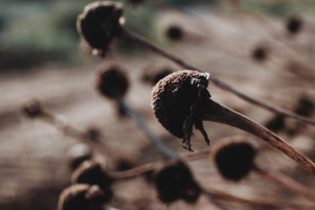 Dried flower buds closeup Dried flower buds closeup