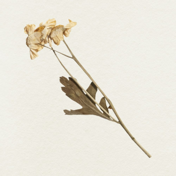 Dried flower illustration | Free Photo - rawpixel Dried flower illustration | Free Photo - rawpixel