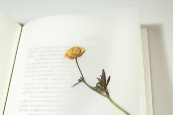 Dried Flower On A Book Page Dried Flower On A Book Page